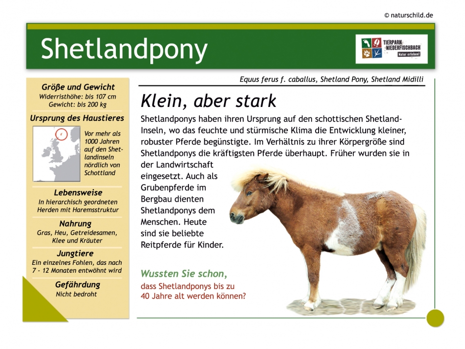 Shetlandpony