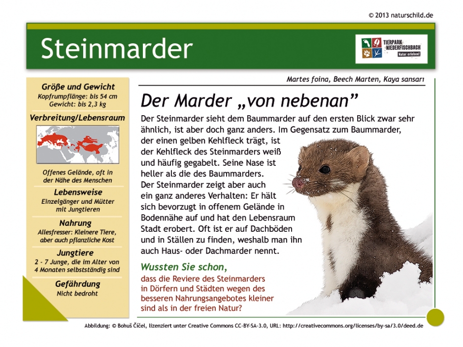 Steinmarder