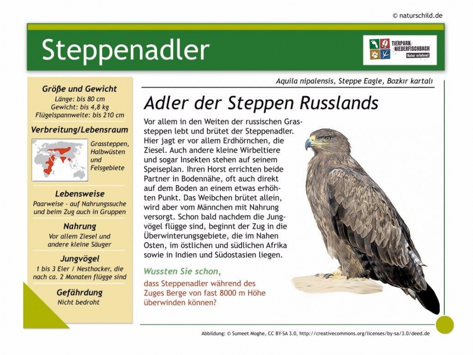 Steppenadler