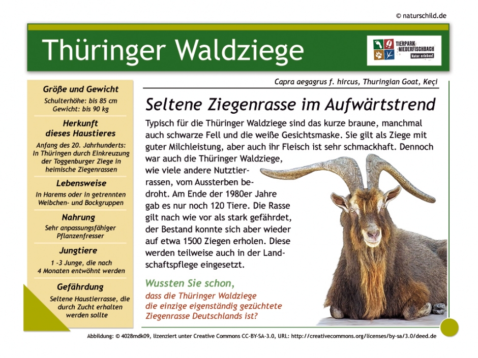 Thüringer Waldziege