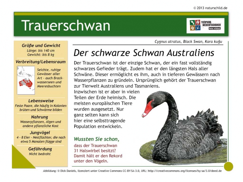 Trauerschwan