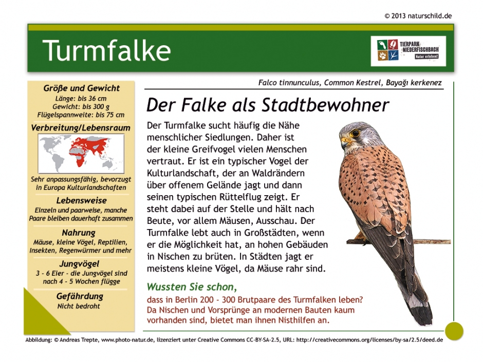 Turmfalke