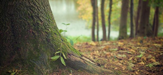 Naturschutz im Wald