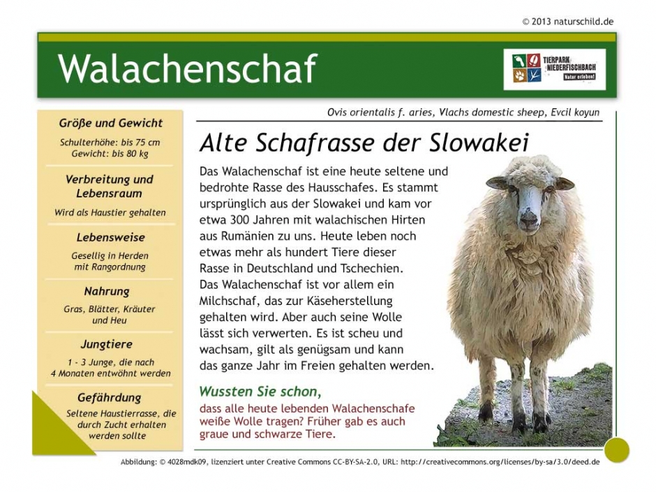 Walachenschaf