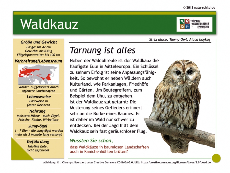 Waldkauz