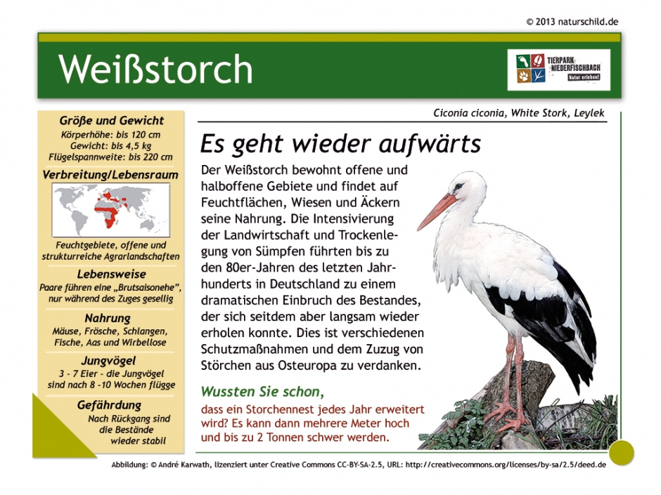 Weißstorch