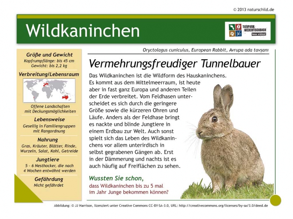 Wildkaninchen