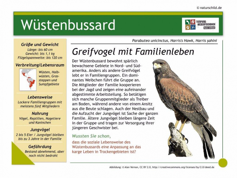 Wüstenbussard