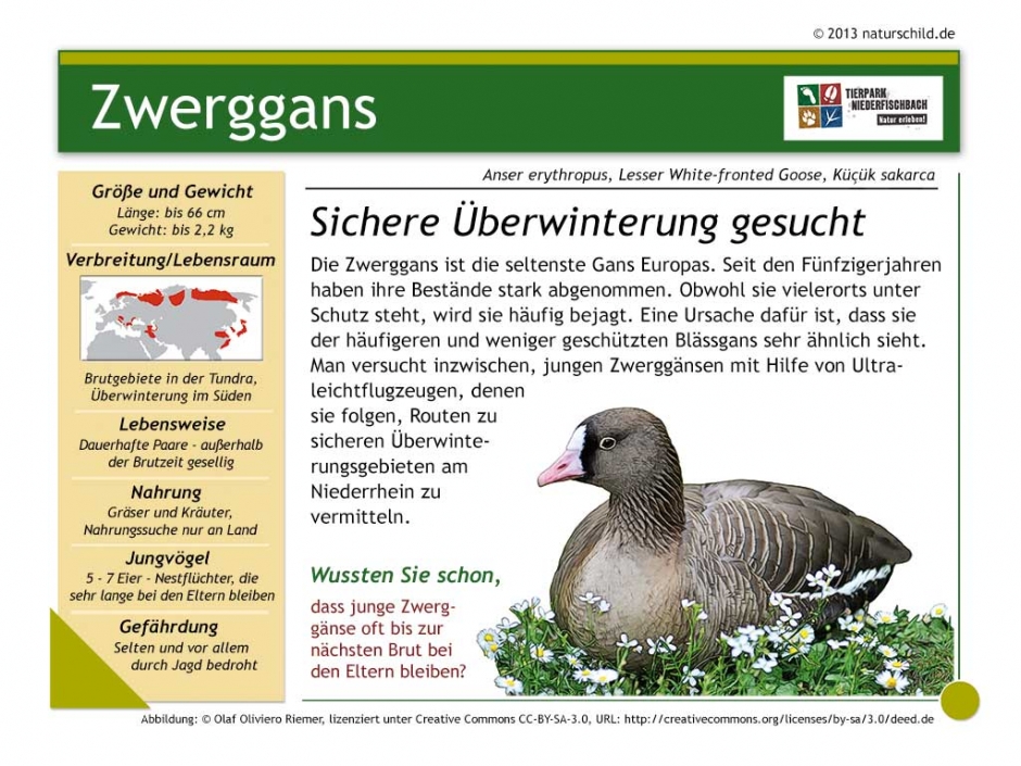 Zwerggans