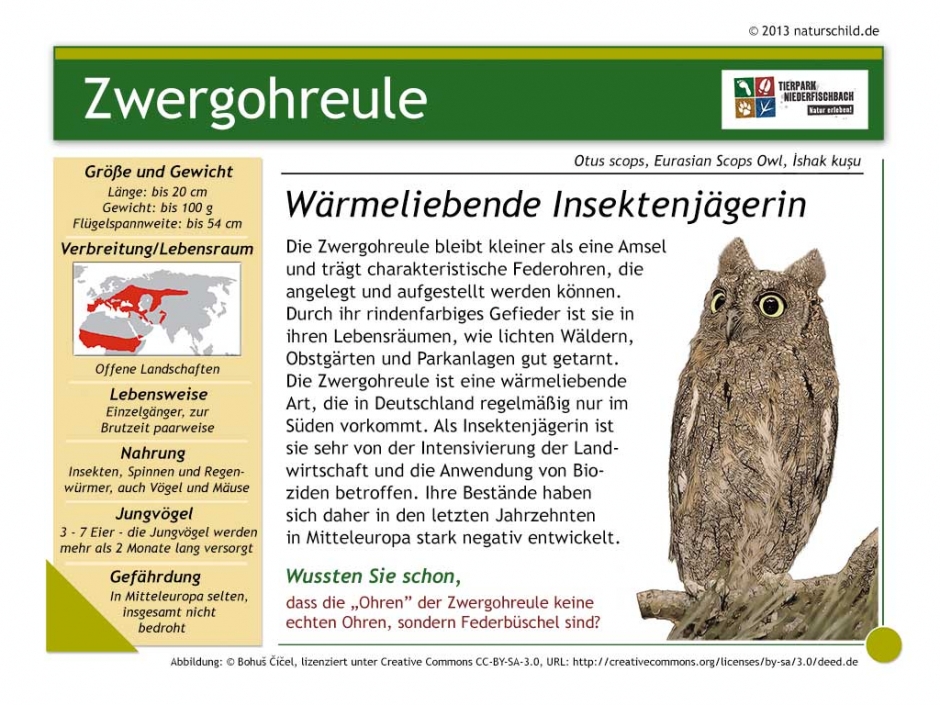 Zwergohreule