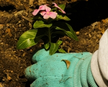 Planting Trees